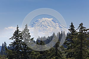 Mt.Rainier viewed through Tree Tops