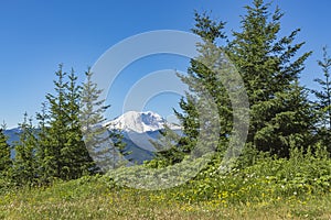 Mt. Rainier Washington State Park with trees and peaks