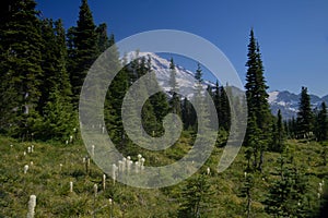 Mt Rainier_4599