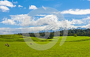 Mt. Ruapehu and fields