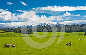 Mt. Ruapehu and fields photo
