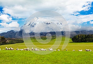 Mt. Ruapehu and fields with sheep