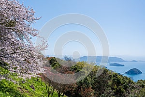 Mt. Shiude (Shiudeyama) mountaintop cherry blossoms full bloom in the spring. Kagawa, Japan.