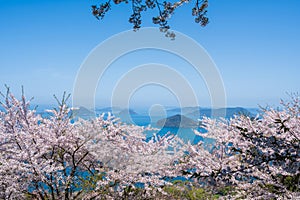 Mt. Shiude (Shiudeyama) mountaintop cherry blossoms full bloom in the spring. Kagawa, Japan.