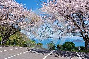 Mt. Shiude (Shiudeyama) mountaintop parking lot cherry blossoms full bloom. Kagawa, Japan.