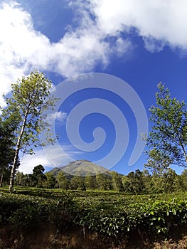 Mt. Sindoro and tea gardens