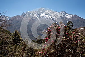 Mt Taboche and rhododendron flowers in Nepal