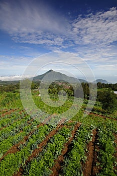 Mt. Teloyomo and GajahMungkur From Cunthel