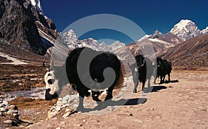 Mt. Tobuche with yaks as seen from Lobuche, Nepal