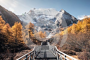 Mt.Xiannairi with golden pine forest on peak in autumn