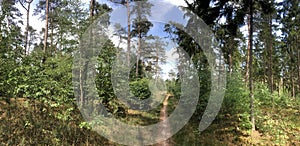 MTB route and forest panorama around Ommen