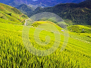 Mu Cang Chai typical landscape with lush terraced rice fields, Yen Bai Province, northern Vietnam