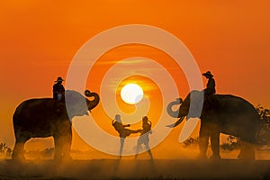 Muay Thai of Muangthai. Boxing fighting In the middle between two elephants. Boxing fighting with sunset light as a backdrop. The