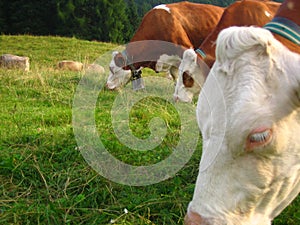 mucche al pascolo in trentino alto Adige photo
