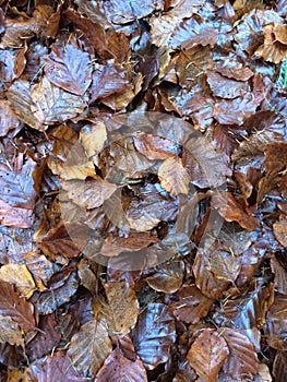 Mucchio di foglie in autunno