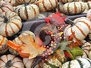 Mucchio di zucche colorate del raccoloto photo