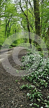 Budshead Wood is a Local Nature Reserve located in the north-west of Plymouth immediately east of Ernesettle photo