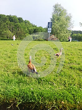 Much green and sunny day