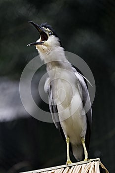 Much to squawk about - Black crowned night heron seems to be laughing, day standing, bird