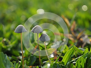 Muchroom growing in the meadow.