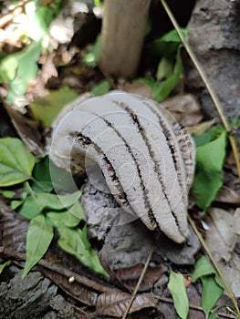 Muchroom look like finger