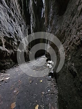 Muchroom between the rocks