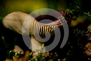 Muchrooms in our garden