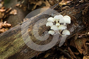 Mucidula mucida. Inedible mushrooms.