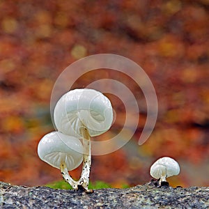Mucidula mucida mushroom