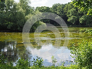 Mucilage and algae in pond