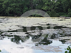 Mucilage and algae in pond photo