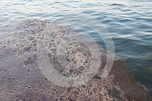 Mucilage on the Caspian sea surface. Environmental problem of environmental pollution