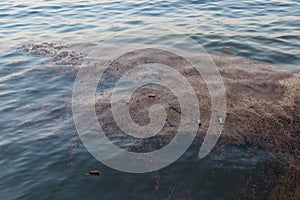 Mucilage on the Caspian sea surface. Environmental problem of environmental pollution