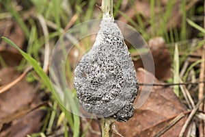 Mucilago crustacea dog sick slime mold or fungus myxomycete looking like white and gray scales on natural forest background photo