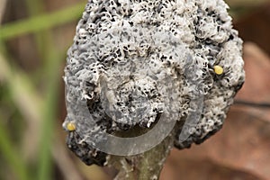 Mucilago crustacea dog sick slime mold or fungus myxomycete looking like white and gray scales on natural forest background photo