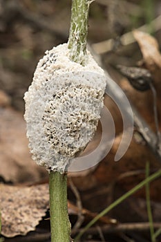 Mucilago crustacea dog sick slime mold or fungus myxomycete looking like white and gray scales on natural forest background photo