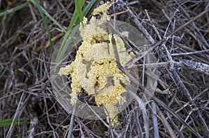 Mucilago crustacea, dog sick slime mould