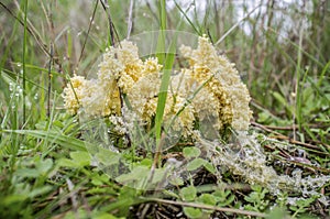 Mucilago crustacea, dog sick slime mould