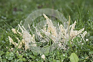 Mucilago crustacea Dog Vomit Slime Mold organism that reproduces by spores appears in very humid times on grasses and plant photo