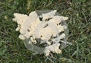 Mucilago crustacea Dog Vomit Slime Mold organism that reproduces by spores appears in very humid times on grasses and plant photo