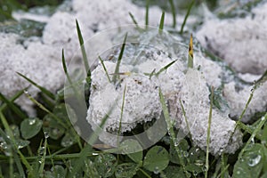 Mucilago crustacea Dog Vomit Slime Mold organism that reproduces by spores appears in very humid times on grasses and plant photo