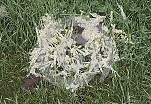 Mucilago crustacea Dog Vomit Slime Mold organism that reproduces by spores appears in very humid times on grasses and plant photo