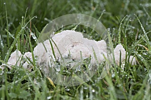 Mucilago crustacea Dog Vomit Slime Mold organism that reproduces by spores appears in very humid times on grasses and plant photo