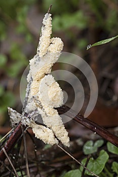 Mucilago crustacea Dog Vomit Slime Mold organism that reproduces by spores appears in very humid times on grasses and plant photo