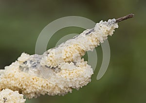 Mucilago crustacea Dog Vomit Slime Mold organism that reproduces by spores appears in very humid times on grasses and plant photo