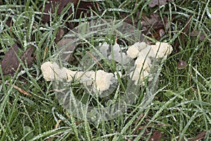 Mucilago crustacea Dog Vomit Slime Mold organism that reproduces by spores appears in very humid times on grasses and plant photo