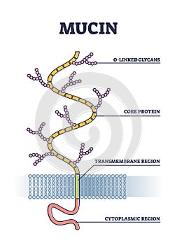 Mucin structure as chemical glycosylated proteins closeup outline diagram photo