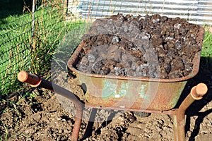 Muck or manure in a wheelbarrow. photo