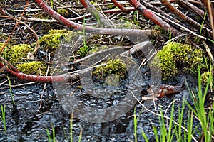 Muck, Mud, Moss At The Marsh In Spring