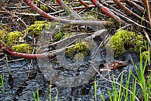 Muck, Mud, Moss At The Marsh In Spring photo